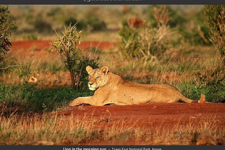 3-Day Tsavo East & West Safari: Red Elephants, Salt Lick Lodge & Classic Game Drives photo 2
