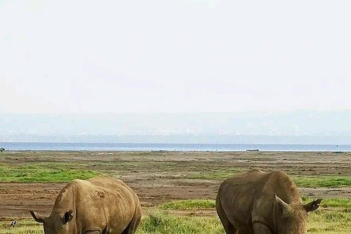 3-Day Tsavo East & West Safari: Red Elephants, Salt Lick Lodge & Classic Game Drives photo 3