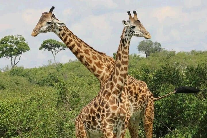 3-Day Tsavo East & West Safari: Red Elephants, Salt Lick Lodge & Classic Game Drives photo 4