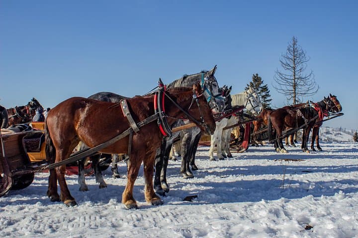 Zakopane Horse-Drawn Sleigh Rides and Highland Food Tasting photo 2