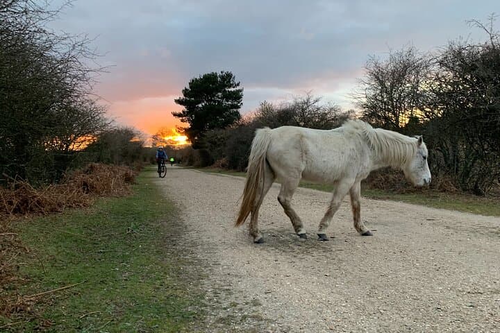 New Forest Sunset Bike Rides — Evening Cycling in England's Ancient Woodland photo 3