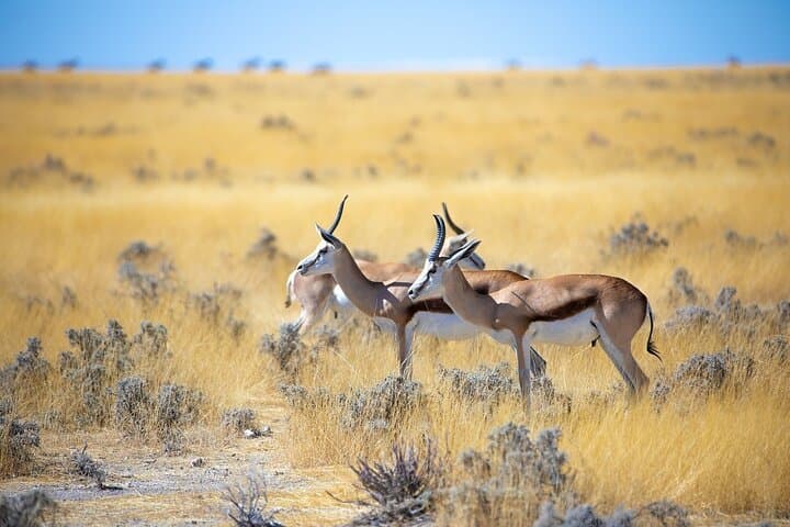 5-Day Namib Desert & Etosha Wildlife Safari (Windhoek Start) photo 3