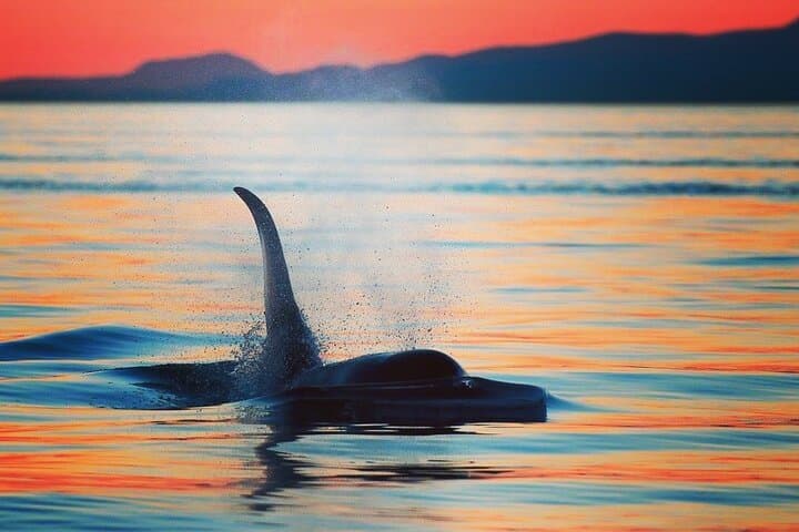 Parksville Sunset Whale and Wildlife Adventure | Salish Sea Photo Cruise