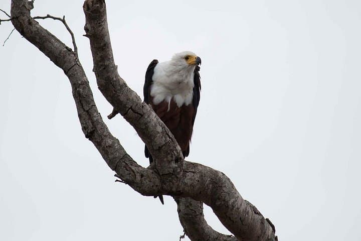 Maputo Special Reserve Day Safari: Coastal Plains, Elephants and Marine Edge photo 5