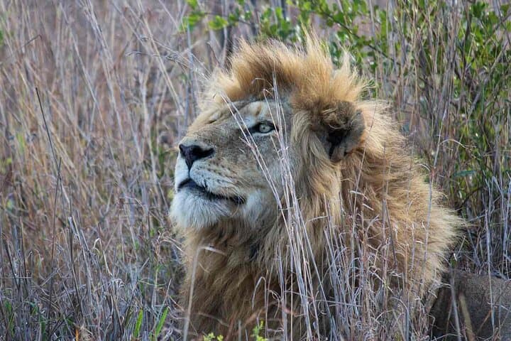 Kruger National Park One-Day Open-Vehicle Safari from Maputo — See the Big Five in a Day photo 3