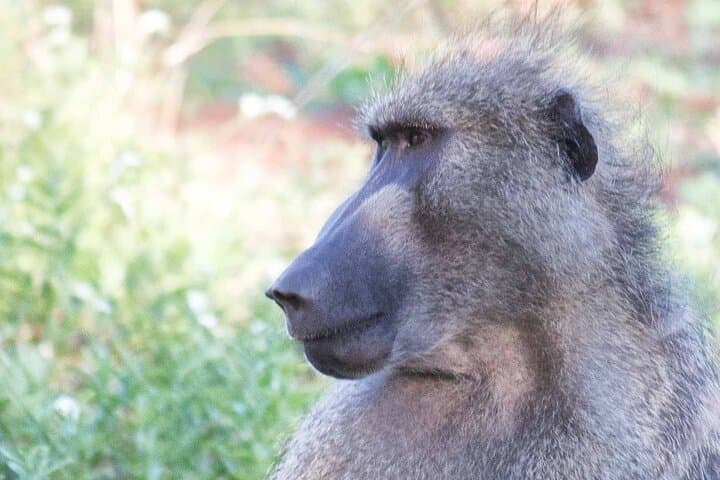 Kruger National Park One-Day Open-Vehicle Safari from Maputo — See the Big Five in a Day photo 4
