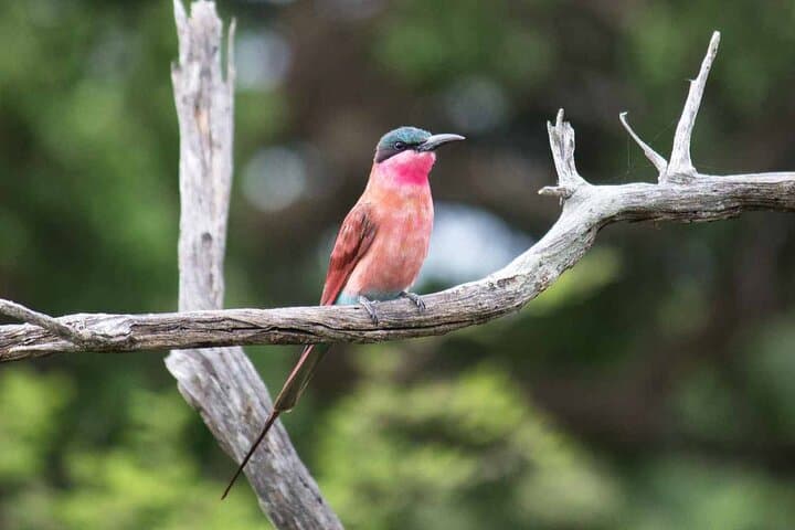 Kruger National Park One-Day Open-Vehicle Safari from Maputo — See the Big Five in a Day photo 5