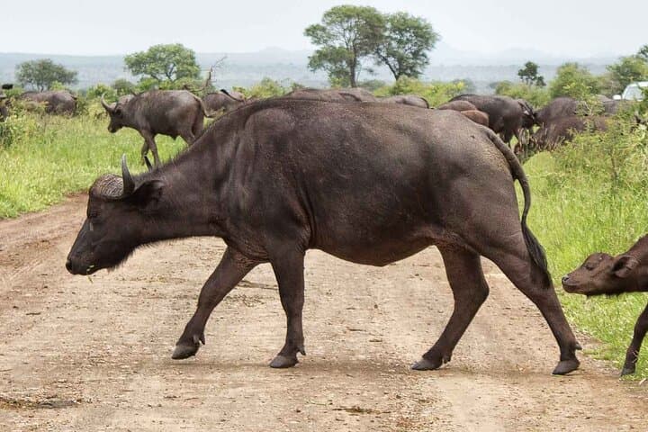 Kruger National Park One-Day Open-Vehicle Safari from Maputo — See the Big Five in a Day photo 6
