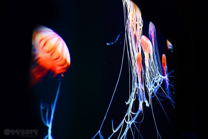 Inside Odyssey: Auckland's Sensory Maze Adventure photo 4