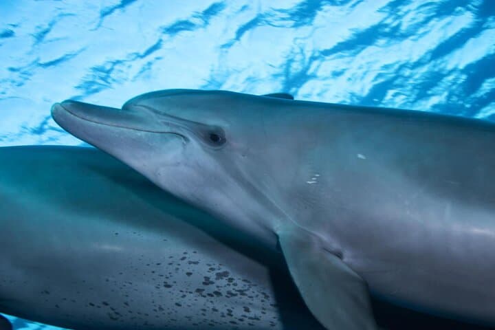 Snorkel with Wild Dolphins at Dolphin House — Hurghada Red Sea Day Cruise photo 6