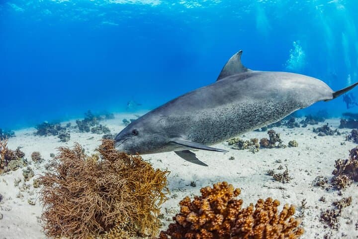 Snorkel with Wild Dolphins at Dolphin House — Hurghada Red Sea Day Cruise photo 2