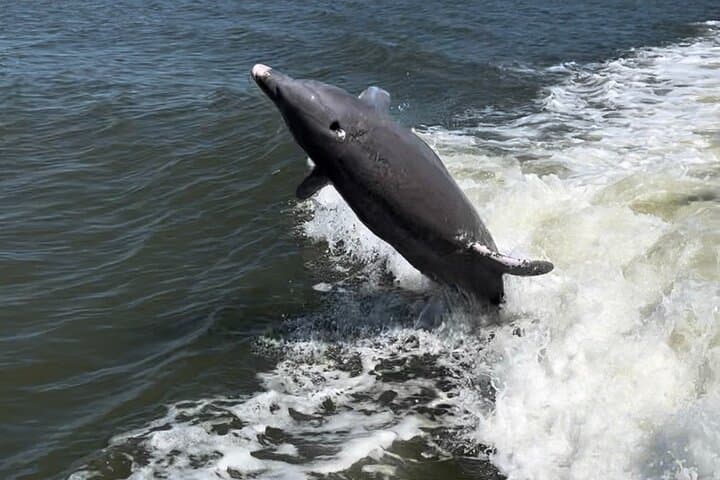 Private Dolphin & Eco Boat Tour in Marco Island — 2-Hour 10,000 Islands Cruise photo 4