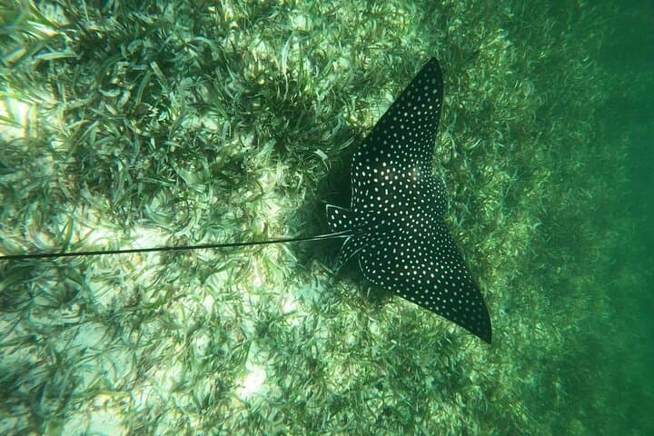 Costa Maya Snorkel with Turtles: Mahahual Reef Tour photo 4