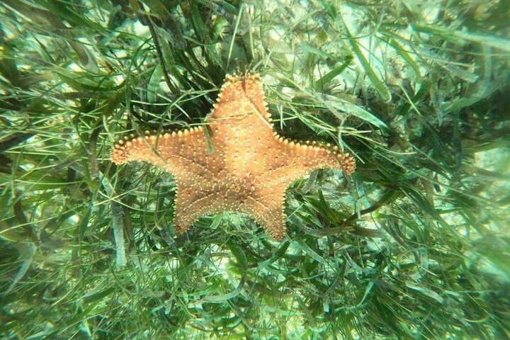 Costa Maya Snorkel with Turtles: Mahahual Reef Tour photo 2