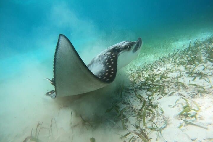 Costa Maya Snorkel with Turtles: Mahahual Reef Tour photo 3