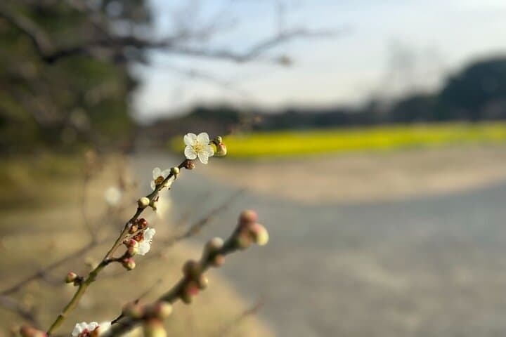 Hama-Rikyu Gardens Walking Tour — Matcha Tea & Edo‑Era Garden Experience in Tokyo photo 3