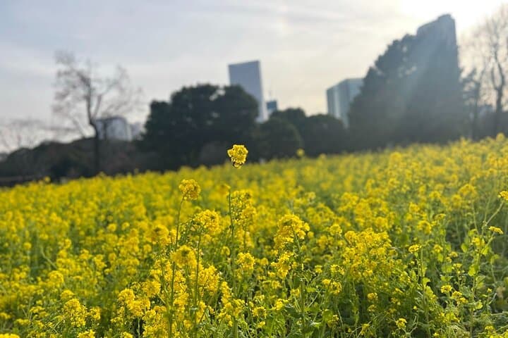 Hama-Rikyu Gardens Walking Tour — Matcha Tea & Edo‑Era Garden Experience in Tokyo photo 6