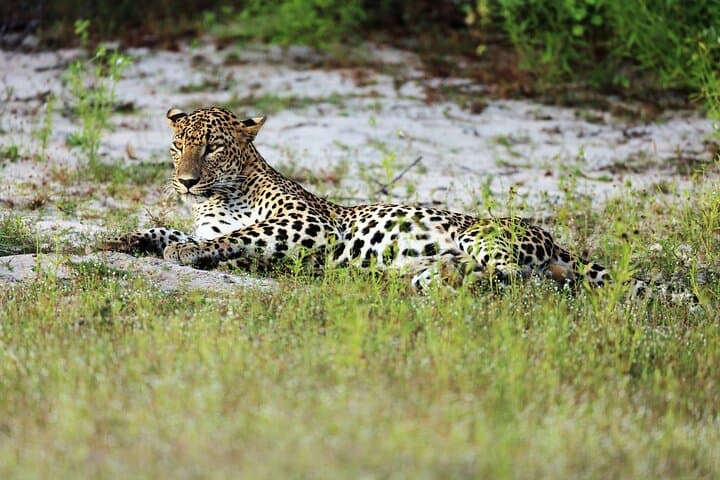 Wilpattu National Park 4-Hour Safari with Naturalist Guide photo 4