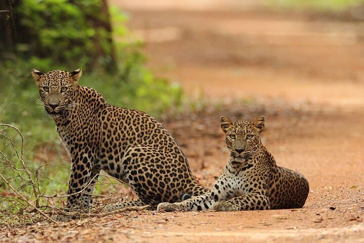 Wilpattu National Park Jeep Safari: Leopard Encounters & Willu Wetlands photo 6