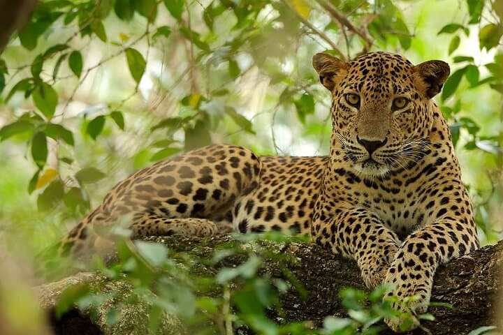 Wilpattu National Park Jeep Safari: Leopard Encounters & Willu Wetlands photo 3