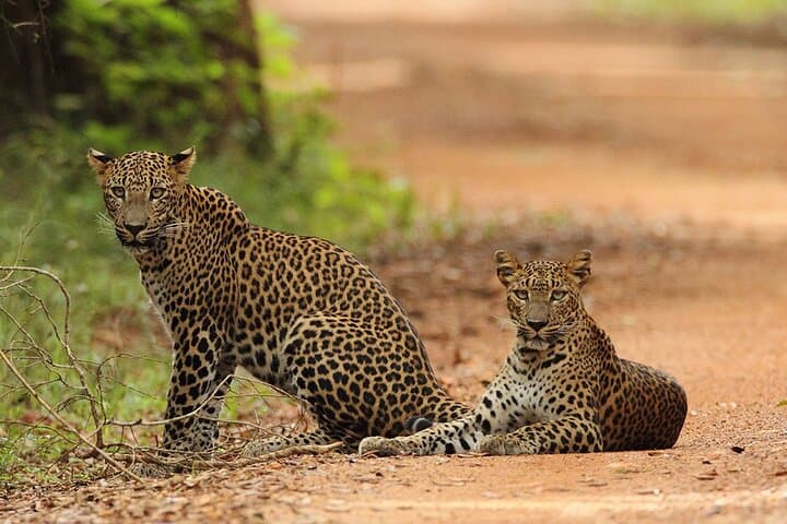 Wilpattu National Park 4-Hour Safari with Naturalist Guide photo 5