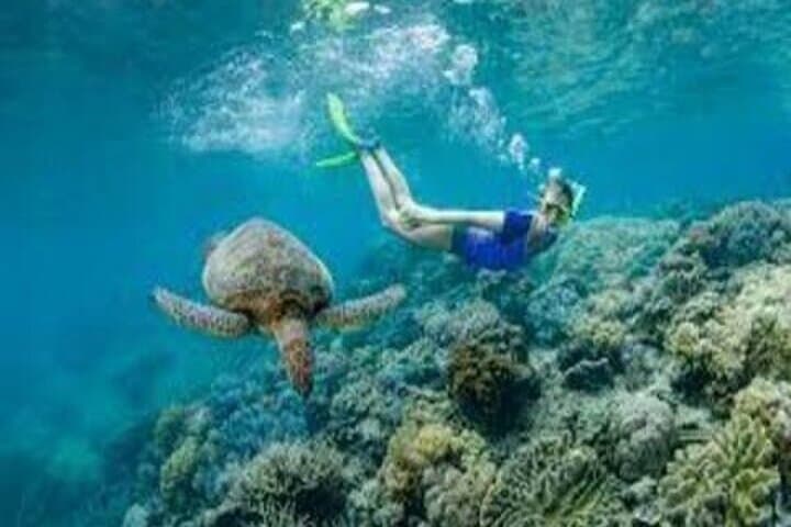 Helicopter Day Trip to Great Barrier Reef from Cairns — Pontoon Snorkel Experience photo 4
