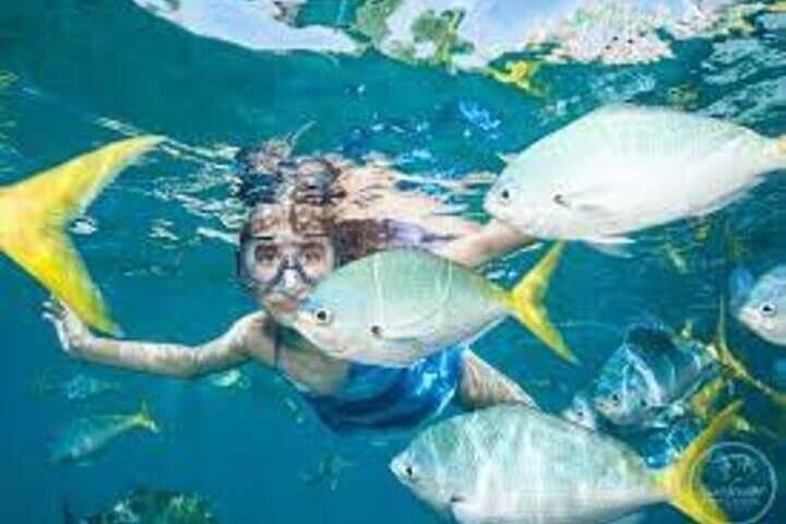 Helicopter Day Trip to Great Barrier Reef from Cairns — Pontoon Snorkel Experience photo 6