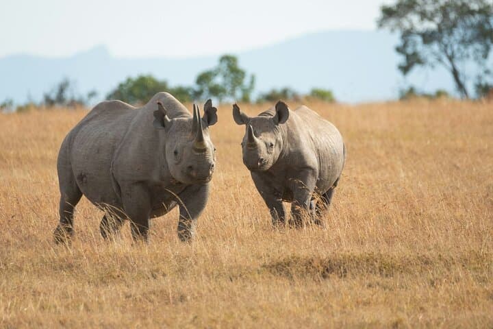 Nairobi National Park Game Drive and Giraffe Center Day Tour photo 3