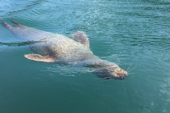 Sea-Cave Kayak Safari: Wildlife & Bushcraft in the English Riviera photo 5