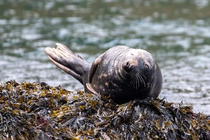 Sea-Cave Kayak Safari: Wildlife & Bushcraft in the English Riviera photo 6