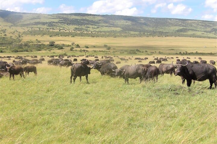 3-Day Amboseli Safari: Mount Kilimanjaro Views, Elephants & Luxury Game Drives photo 2
