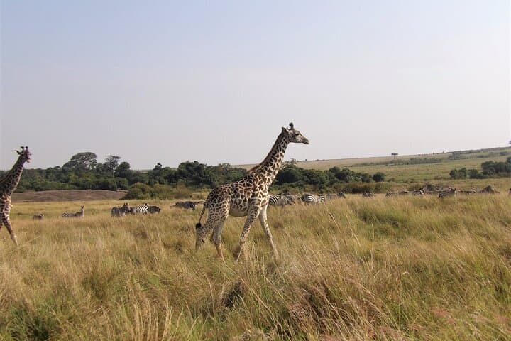 3-Day Amboseli Safari: Mount Kilimanjaro Views, Elephants & Luxury Game Drives photo 3