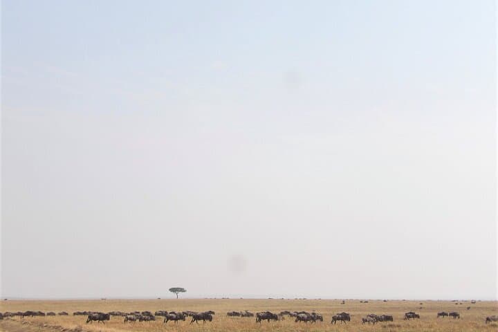 3-Day Amboseli Safari: Mount Kilimanjaro Views, Elephants & Luxury Game Drives photo 4