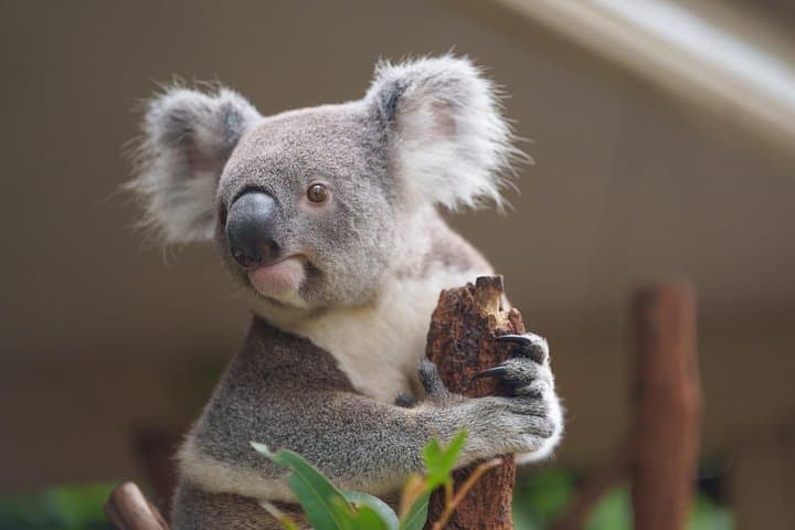 Penguin Parade and Coastal Wildlife: Phillip Island Day Tour from Melbourne photo 2