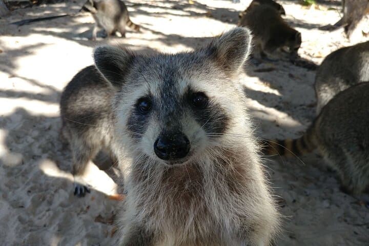 Paddle to Raccoon Island: Miami SUP & Kayak Wildlife Exploration photo 5