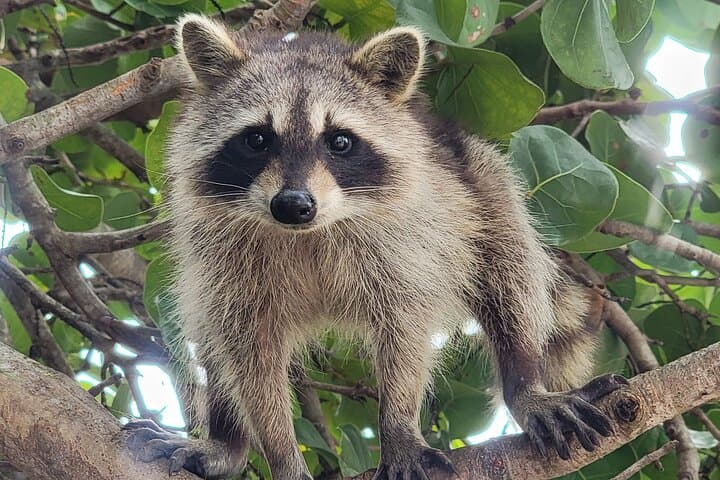 Paddle to Raccoon Island: Miami SUP & Kayak Wildlife Exploration photo 3