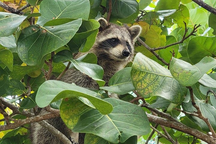 Paddle to Raccoon Island: Miami SUP & Kayak Wildlife Exploration photo 4