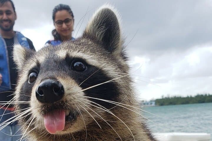 Paddle to Raccoon Island: Miami SUP & Kayak Wildlife Exploration photo 2