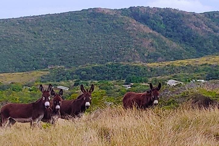 Nevis Historical Walking Tour — Charlestown & Hamilton’s Birthplace Highlights photo 6