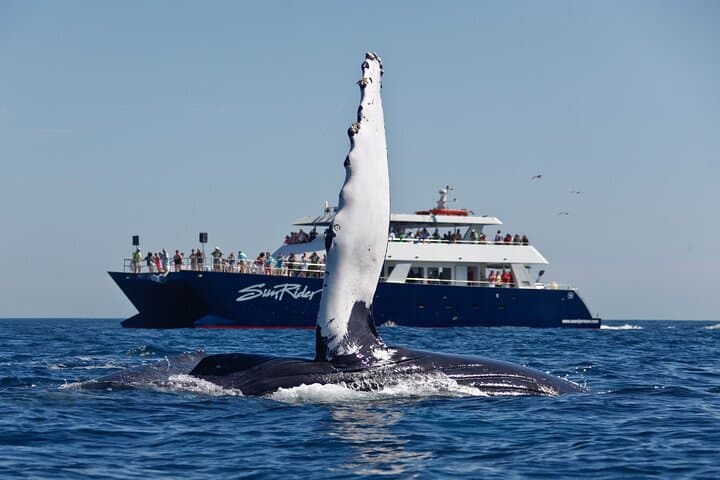 Cabo San Lucas Whale-Watching Dinner Cruise — Humpbacks, The Arch & Open Bar photo 2