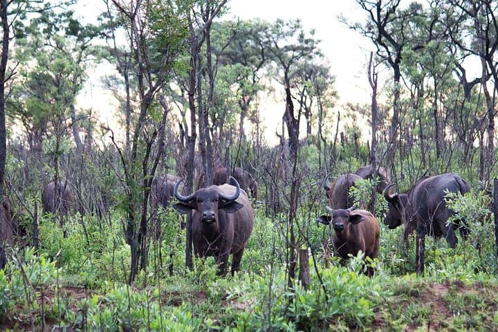 Kruger National Park 2-Day Open-Vehicle Safari from Maputo photo 4