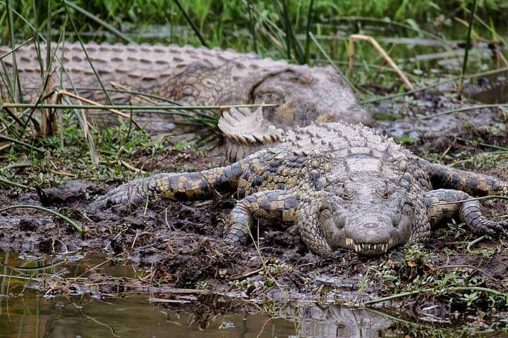Kruger National Park 2-Day Open-Vehicle Safari from Maputo photo 5