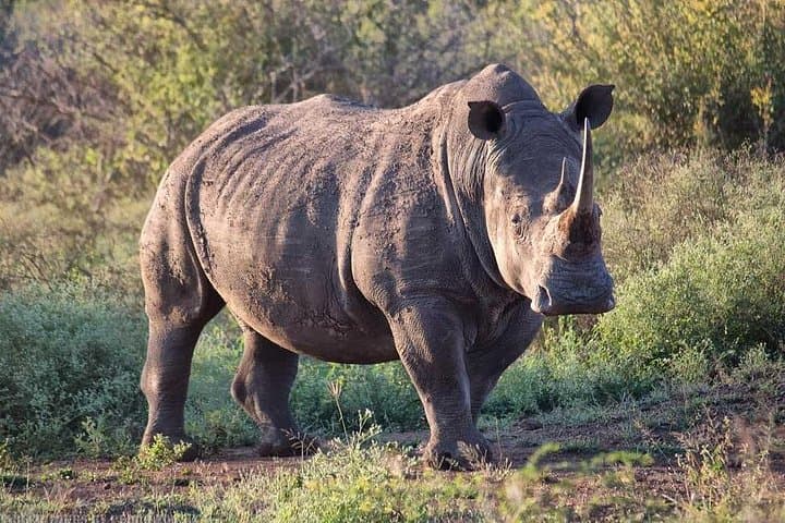 Open-Vehicle Safari at Hlane Royal National Park — White Rhinos & Big Game Daytrip