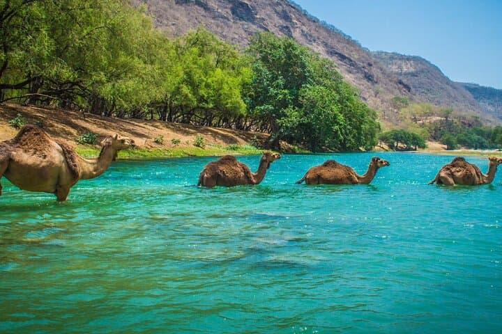Salalah Half-Day City Tour — Frankincense, Mosques & Coastal Plantations photo 4