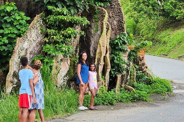 Half-Day Tobago Tour: Silk Cotton Tree, Englishman's Bay & Rainforest Drive