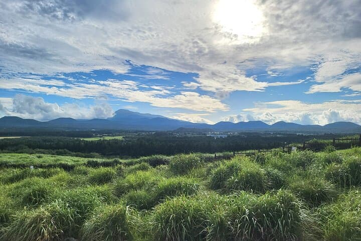 Private Jeju Geopark Gotjawal & Oreum Trek: Osulloc Tea Fields to Aewol Coast photo 3