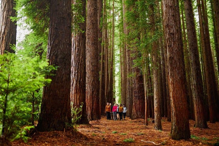 Yarra Valley & Warburton Private Fruit Picking and Redwood Forest Tour