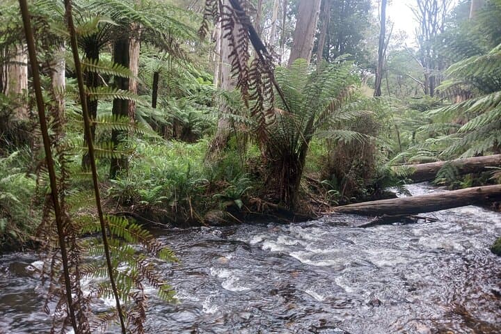 Yarra Valley & Warburton Private Fruit Picking and Redwood Forest Tour photo 2