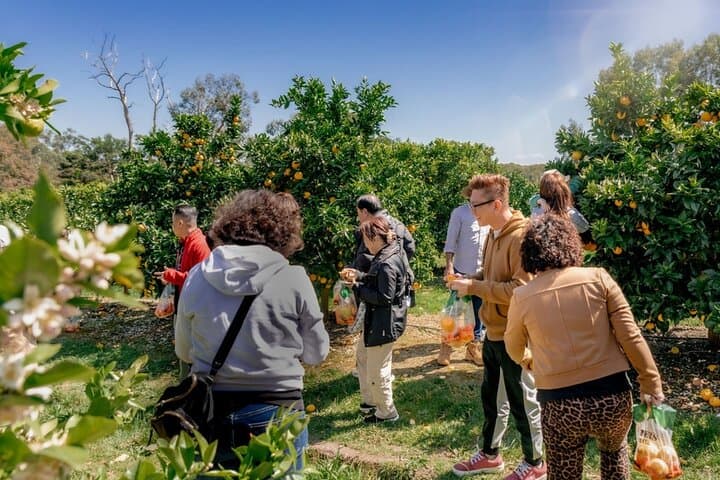 Yarra Valley & Warburton Private Fruit Picking and Redwood Forest Tour photo 4