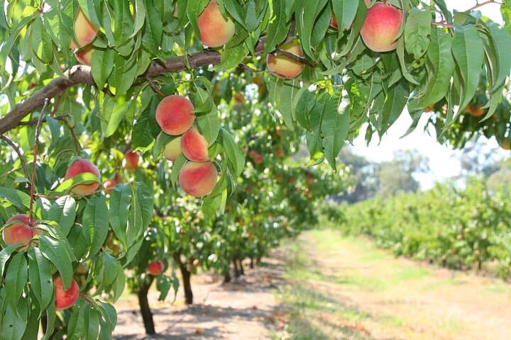 Yarra Valley & Warburton Private Fruit Picking and Redwood Forest Tour photo 5